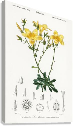 Yellow flax Linum glandulosum Canvas Print