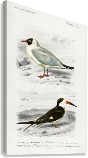 Different types of birds Canvas Print