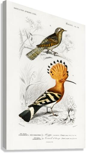 Different types of birds Canvas Print