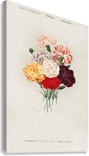 Carnation Dianthus caryophyllus Canvas Print