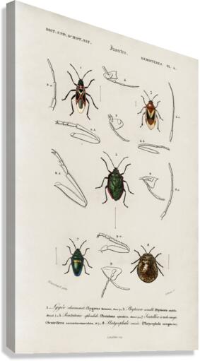 Different types of insects Canvas Print