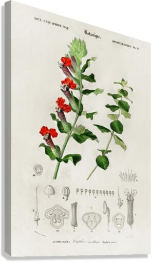 Different types of birds Canvas Print