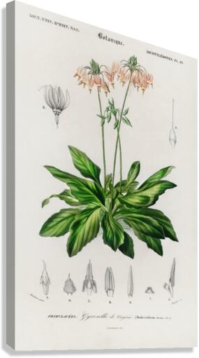 Dodecatheon meadia Canvas Print