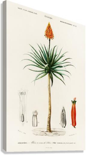 Candelabra aloe aloe fruticosa Canvas Print