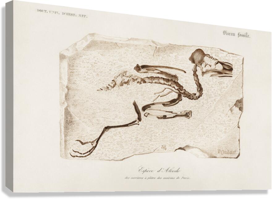 Kingfisher Alcedo Canvas Print