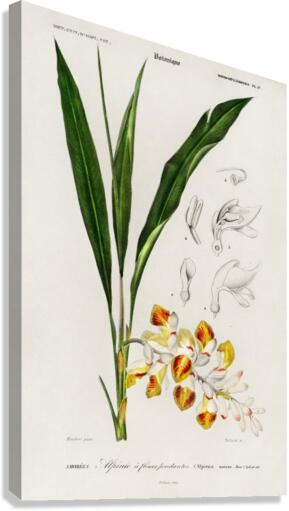 Dwarf cardamom Alpinia nutans Canvas Print