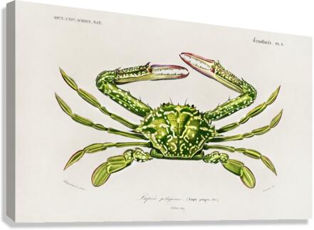 Portunus Lupa Pelagica Canvas Print