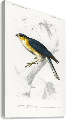 Eurasian sparrowhawk Accipiter nisus Canvas Print