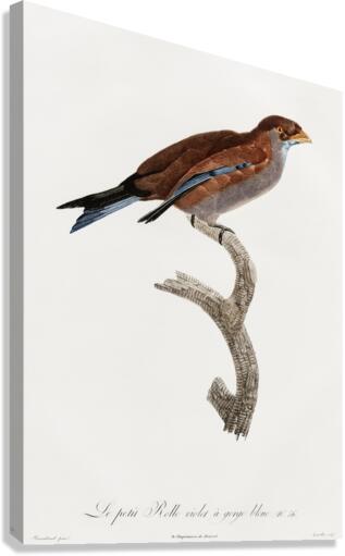 Little Lilac-breasted roller  Canvas Print