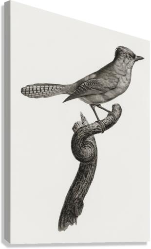 Blue-green jay Canvas Print