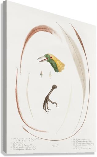 Emperor bird-of-paradise head claw feather and tail  Canvas Print