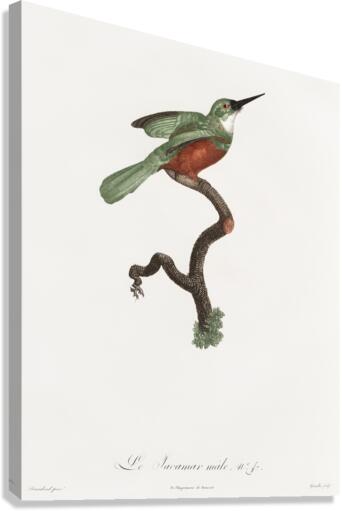 Green-tailed Jacamarmale  Canvas Print