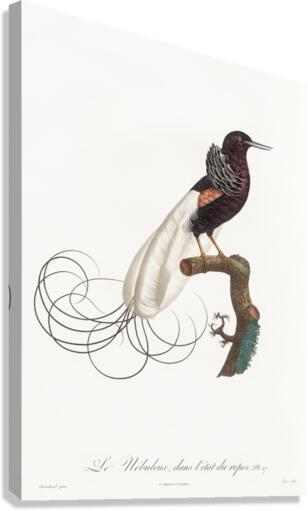 Twelve wired bird of paradise  Canvas Print