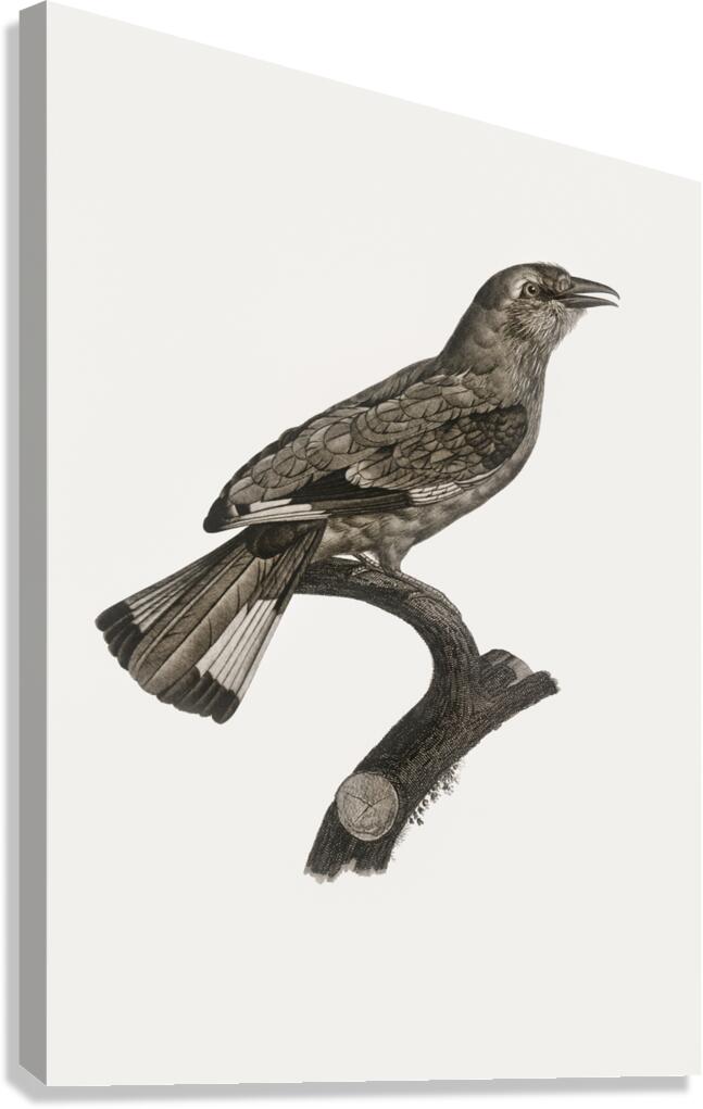 Varied roller of Africa  Canvas Print