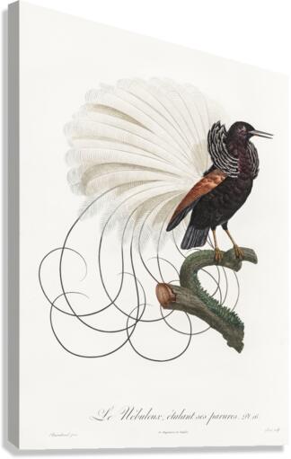 Twelve wired bird of paradise  Canvas Print