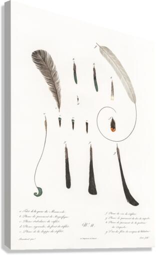 King bird of paradise feather and tail Canvas Print