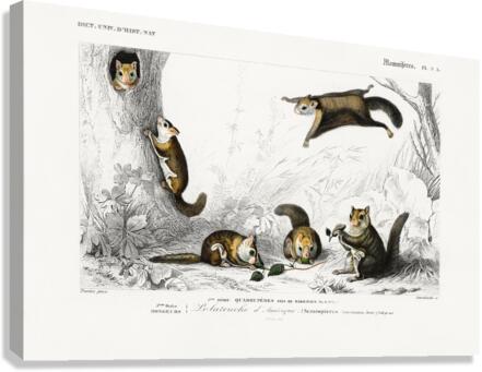 Glaucomys sabrinus Polatouche D Amerique Canvas Print