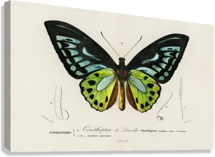 Green birdwing Ornithoptera priamus Canvas Print