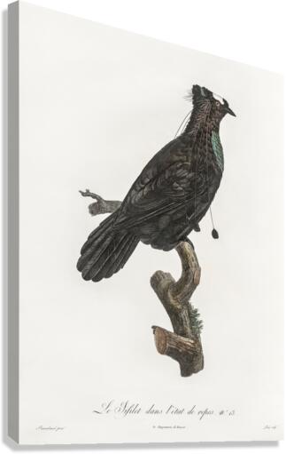 Western parotia in the idle state  Canvas Print