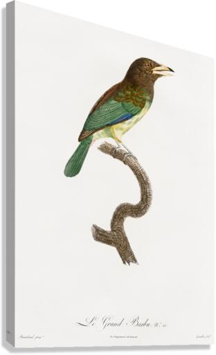 Great barbet  Canvas Print