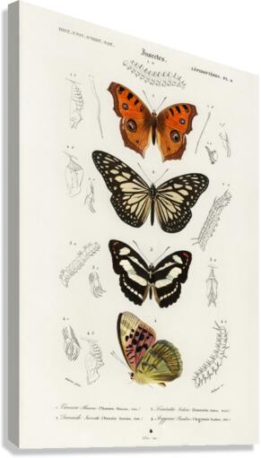Collection of butterflies Canvas Print
