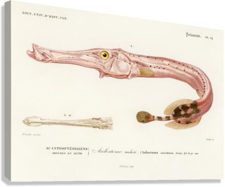 Aulostoma maculatum Canvas Print