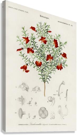 Red leschenaultia Lechenaultia formosa Canvas Print