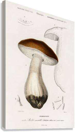 Penny bun Boletus edulis Canvas Print