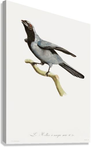 Pterosaur Pterodactylus Canvas Print