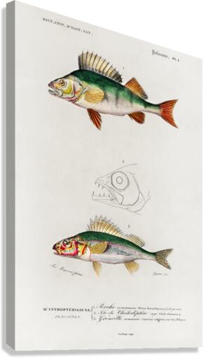 Perca fluviatilis and Gymnocephalus Canvas Print