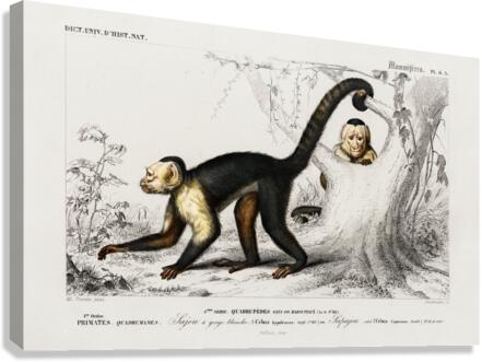White-headed capuchin Cebus Hypoleucus Canvas Print