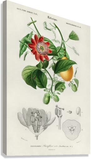 Green-tailed Jacamarfemale Canvas Print