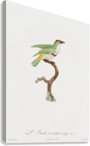 Red-belt barbet  Canvas Print