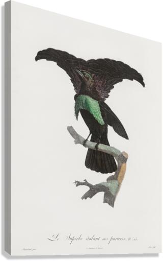 Superb bird of paradise  Canvas Print