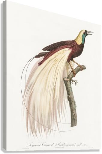 Emperor bird-of-paradise male  Canvas Print