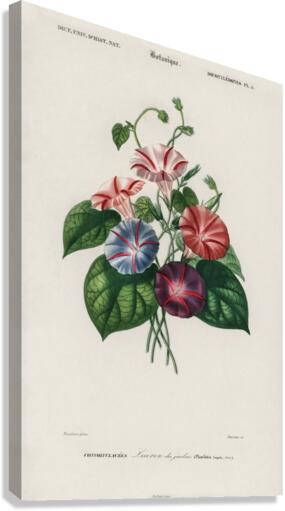 Morning-glory Pharbitis hispida Canvas Print