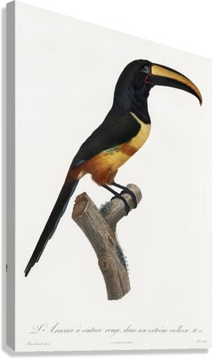 Old red belt aracari  Canvas Print