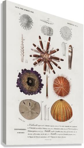 Different types of sea urcnhins Canvas Print