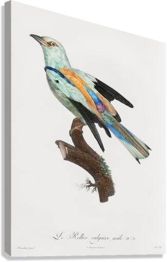 Abyssinian roller male  Canvas Print