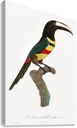 Black-necked Aracari  Canvas Print