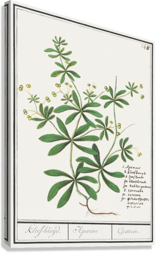Cleavers plant in vintage style Canvas Print