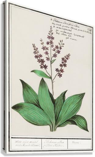 Black carrot flower Canvas Print