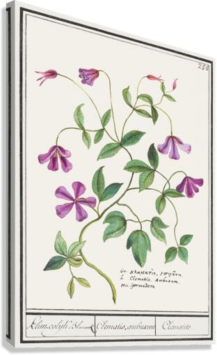 Clematis in vintage style Canvas Print
