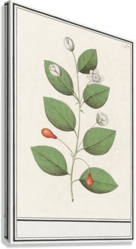 Myrtle family in vintage style Canvas Print