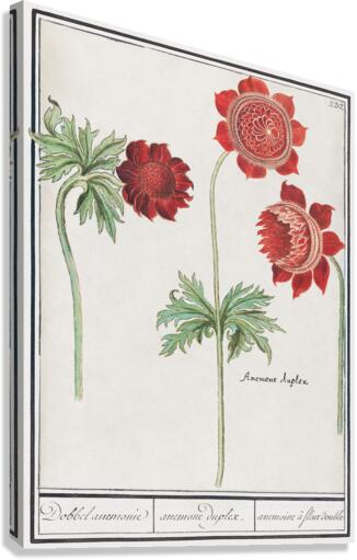 Peony and anemone in vintage style Canvas Print