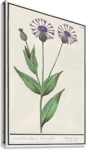 Centaury flower in vintage style Canvas Print