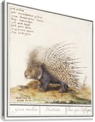 Grape hyacinth in vintage style Canvas Print