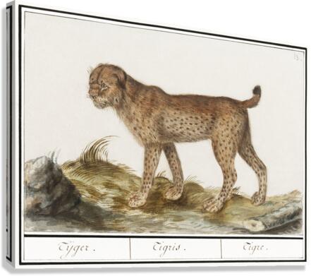Lynx in vintage style Canvas Print