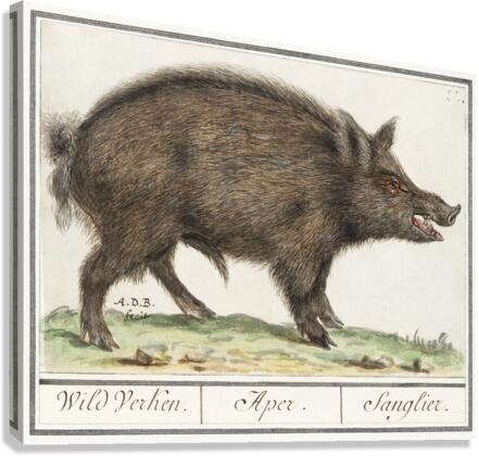 Wild boar in vintage style Canvas Print