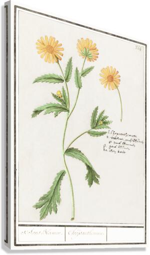 Chrysanths in vintage style Canvas Print